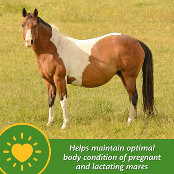 Farnam Mare Plus Gestation & Lactation Supplement