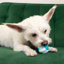 KONG Duets Dental Ball Toy For Dog