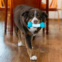 KONG Duets Dental Bone Toy For Dog