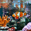 JW Pet Fusion Smart Temp Weighted Aquarium Thermometer