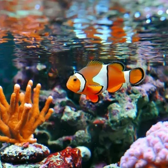 JW Pet Fusion Smart Temp Weighted Aquarium Thermometer