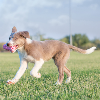 Kong Puppy Teething Stick Toy For Dog-Medium (assorted colors)