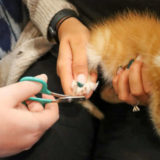 Li'l Pals Nail Trimmer For Kitten