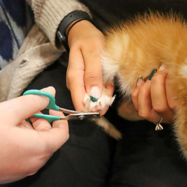 Li'l Pals Nail Trimmer For Kitten