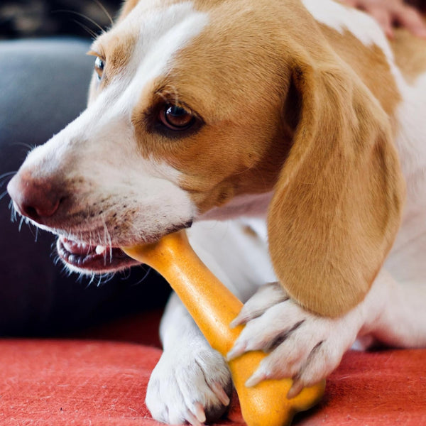 Ethical Bambone Plus Dino Bone Peanut Butter Toy For Dog (7.25")