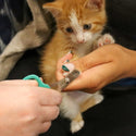 Li'l Pals Nail Trimmer For Kitten