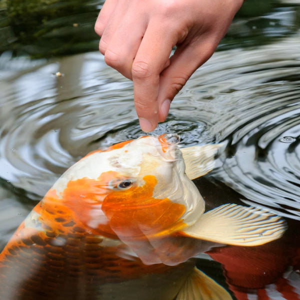 Tetra Color Enhancing Koi Vibrance Sticks