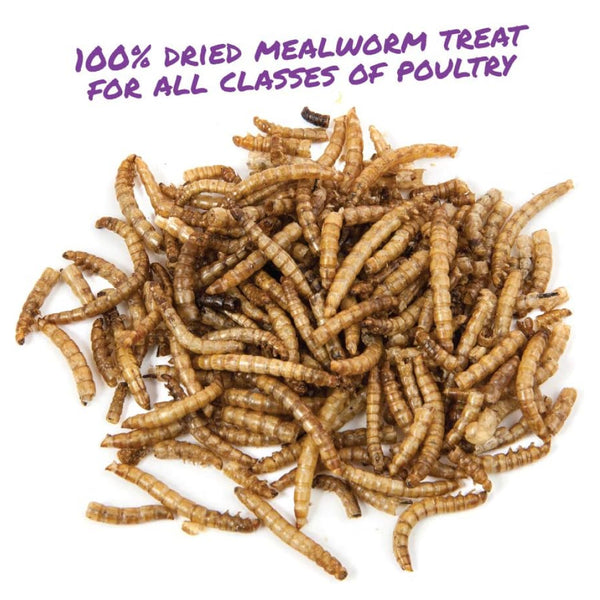 dried worms for birds