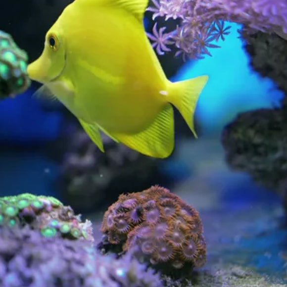 JW Pet Fusion Smart Temp Weighted Aquarium Thermometer