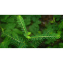 Natura Petz Organics Break It Up! Herbal Kidney & Bladder Stone Support (Turkey Flavored) for Dogs