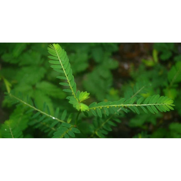 Natura Petz Organics Break It Up! Herbal Kidney & Bladder Stone Support (Turkey Flavored) for Dogs