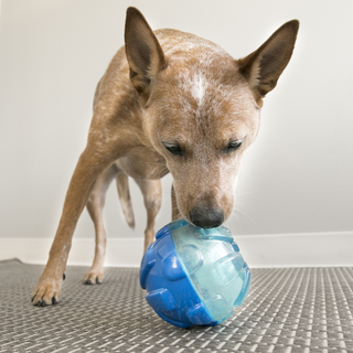 Kong Rewards Ball Treat Dispenser Toy For Dog (Small/Blue)