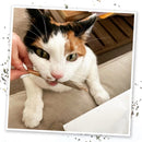 Meowijuana King Meowy J's Catnip Joints