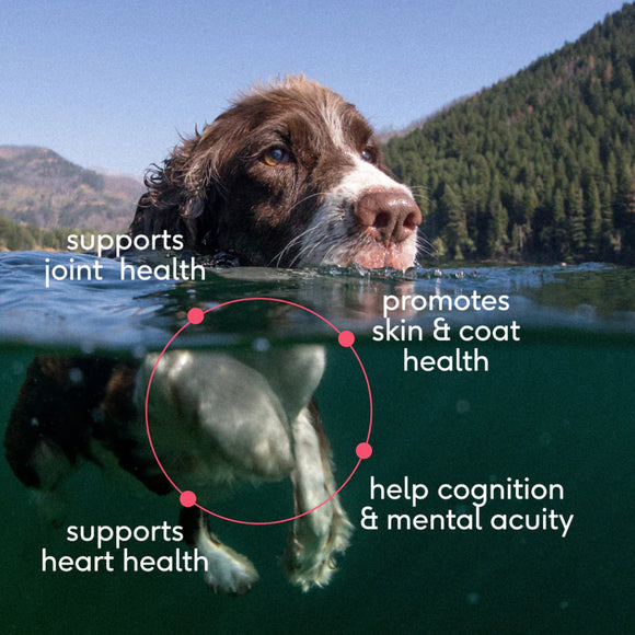 Native Pet Wild-Caught Alaskan Sockeye Salmon Oil for Dogs (8 oz)