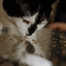 Meowijuana Paw Natural Og Ground Catnip (0.917 oz)