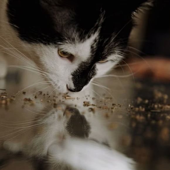 Meowijuana Paw Natural Og Ground Catnip (0.917 oz)