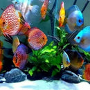 JW Pet Fusion Smart Temp Weighted Aquarium Thermometer