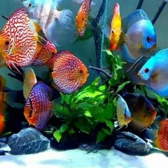 JW Pet Fusion Smart Temp Weighted Aquarium Thermometer