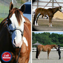 corona hoof dressing for horses