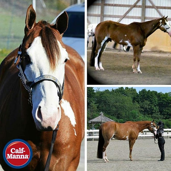 corona hoof dressing for horses