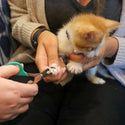 Li'l Pals Nail Trimmer For Kitten