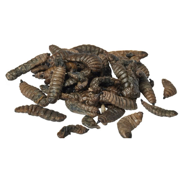 Zoo Med Can O' Grubs (1.2 oz)