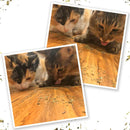 Meowijuana Kalico Kush Catnip & Valerian Root Blend Catnip (0.917 oz)