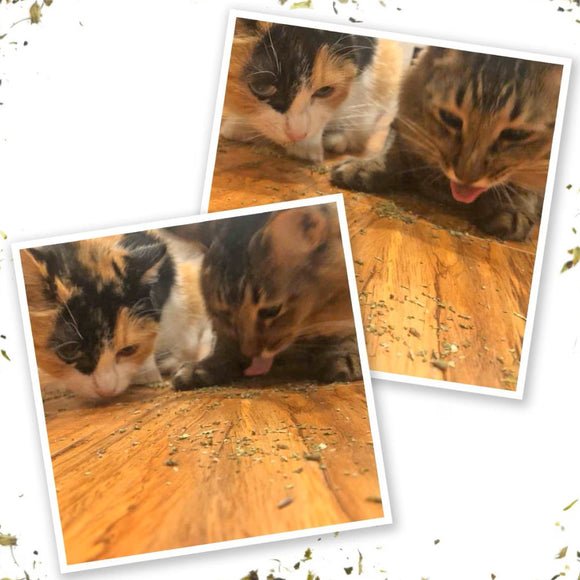 Meowijuana Kalico Kush Catnip & Valerian Root Blend Catnip (0.917 oz)