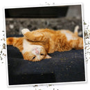 Meowijuana Mice Dreams Passion Flower (Lavender) and Catnip Blend (0.917 oz)