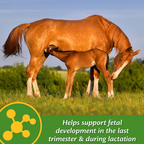 Farnam Mare Plus Gestation & Lactation Supplement