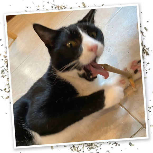 Meowijuana King Meowy J's Catnip Joints