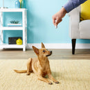 Ethical Laser Toy For Dog & Cat