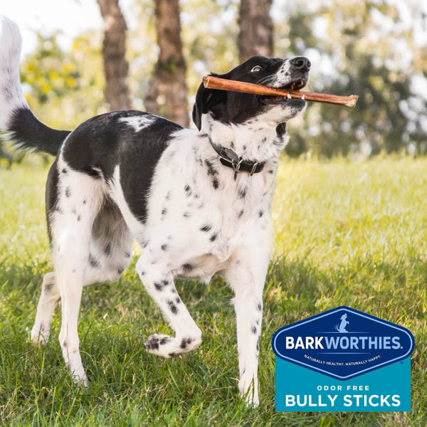 Barkworthies Odor-Free Bully Sticks Treats For Dog