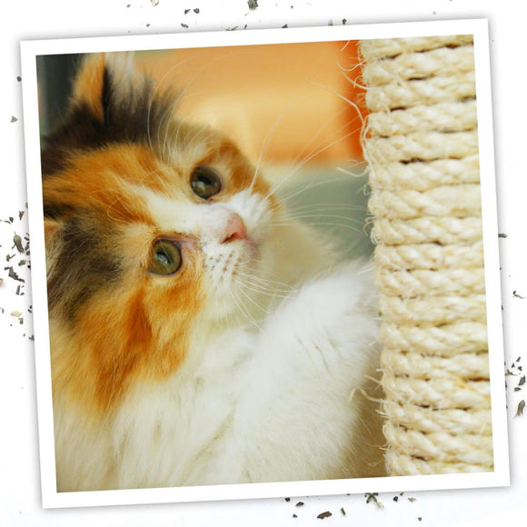 Meowijuana Catnip Spray (1 oz)