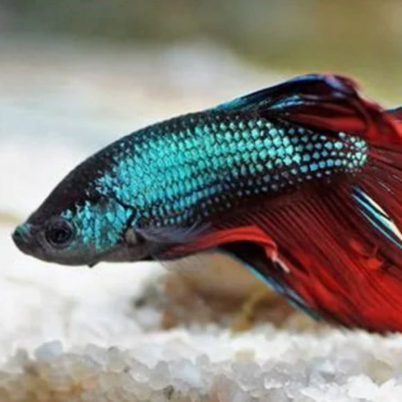 JW Pet Fusion Smart Temp Weighted Aquarium Thermometer