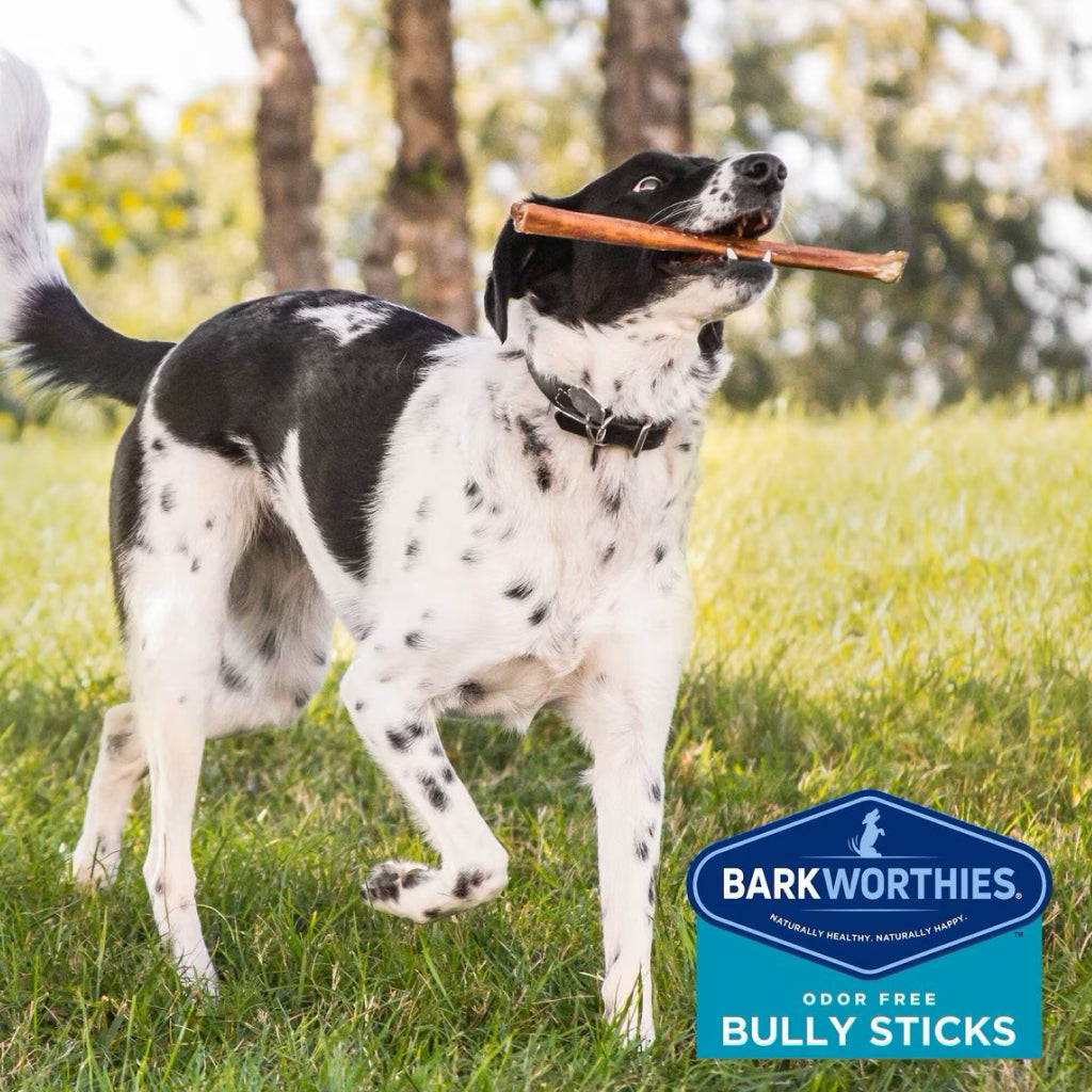 Barkworthies Odor-Free American Bully Sticks Treats For Dog  12", 1ct