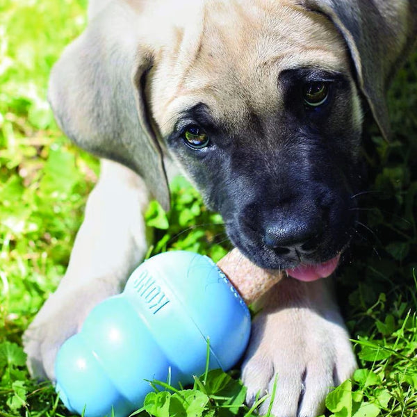 KONG Ziggies Enhanced Plant-Based Treats For Puppy