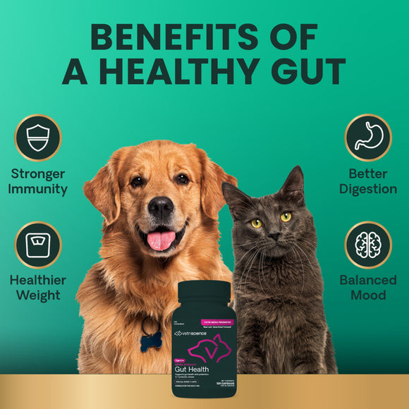 Extra Strength Gut Health Capsules for Dogs