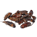 Zoo Med Can O' Cockroaches Reptile Food & Treat (1.2 oz)