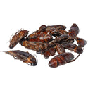 Zoo Med Can O' Cockroaches Reptile Food & Treat (1.2 oz)