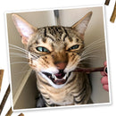 Meowijuana Silvervine Sticks for Cats