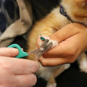 Li'l Pals Nail Trimmer For Kitten