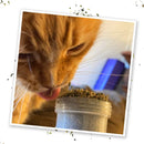 Meowijuana Kalico Kush Catnip & Valerian Root Blend Catnip (0.917 oz)