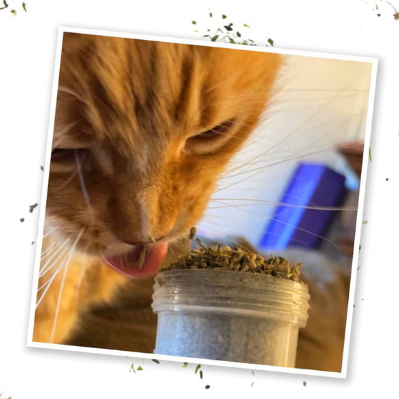 Meowijuana Kalico Kush Catnip & Valerian Root Blend Catnip (0.917 oz)