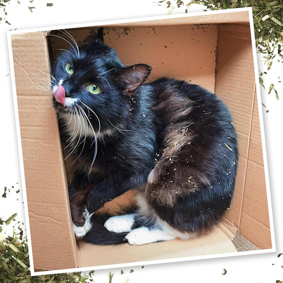 Meowijuana Purrple Passion Catnip & Silvervine Blend Catnip (0.917 oz)