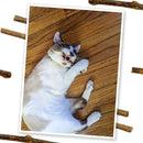 Meowijuana Silvervine Sticks for Cats