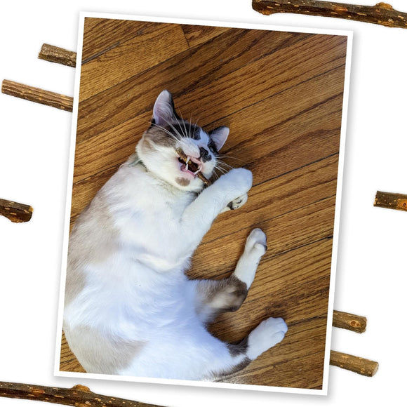 Meowijuana Silvervine Sticks for Cats