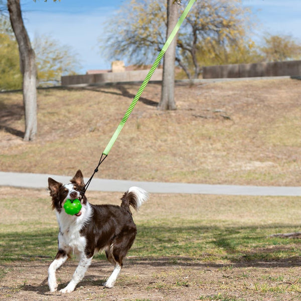 Jolly Pet Tree Tugger Toy For Dog