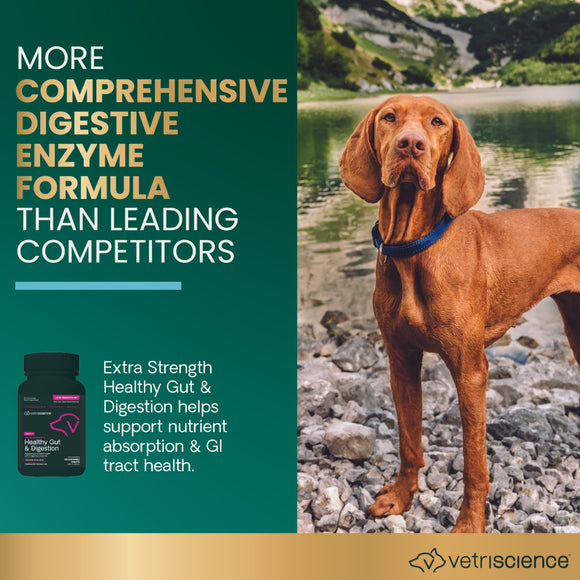 Extra Strength Healthy Gut & Digestion Tablets for Dogs