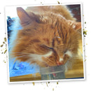 Meowijuana Kalico Kush Catnip & Valerian Root Blend Catnip (0.917 oz)